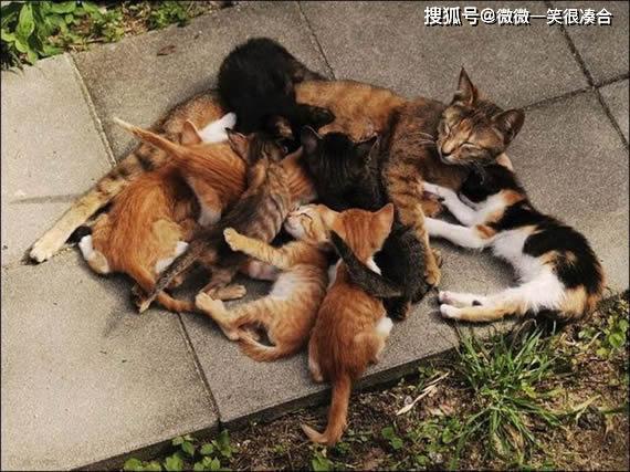 儿子抄的一篇作文 1