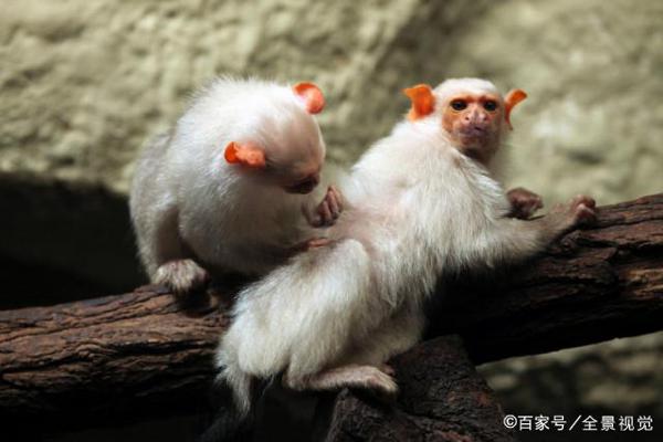 五年级小学生的一篇习作，如何写出钉钉优秀作文？ 3