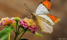 写昆虫的作文：春天的蝴蝶