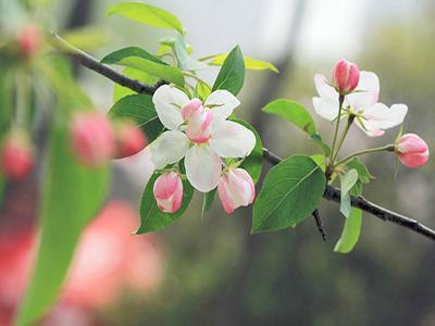 美丽的海棠花 描写海棠花的作文300字