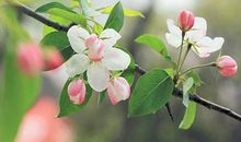 美丽的海棠花 描写海棠花的作文300字