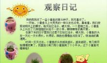 【精品】观察日记5篇