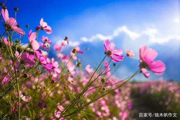 四年级作文：我的收获