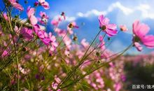 四年级作文：我的收获