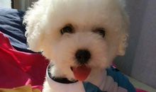 小依山狗作文350字