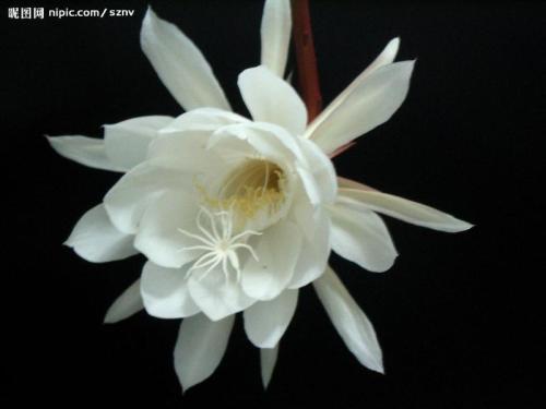昙花一现_800字