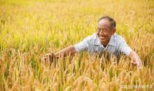 三年级作文：丰收的喜悦