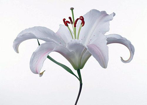 百合花之约_800字