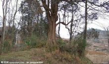 家乡的古树-记叙文范文700字