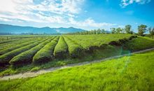 茶园深寻磐安美 家乡美景作文1000字