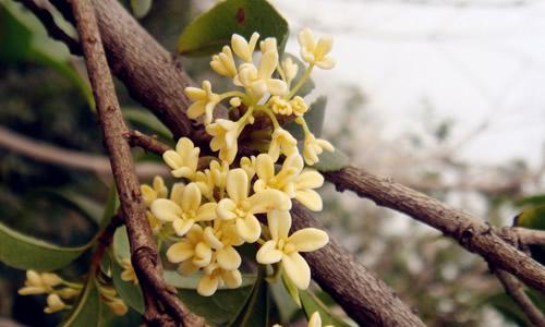 关于桂花的作文：桂花颂_700字