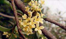 关于桂花的作文：桂花颂_700字