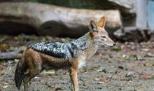 四年级作文：说说狼