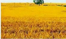 《麦田里的守望者》读后感：是谁毁了他