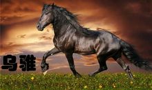 项羽和乌骓马的故事作文