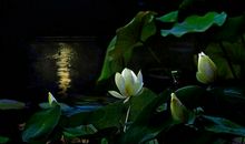 小学生美文诵读：月光下的蛙鸣_550字