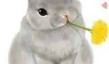 猫和兔子的争论