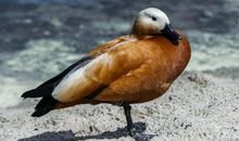 一条腿的鸭子_500字