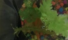 观察小金鱼_500字