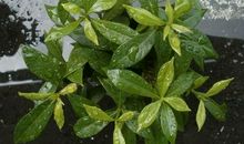 夏天优美段落：描写夏天段落_550字