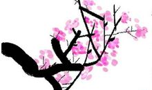 关于梅花的作文：梅花_600字