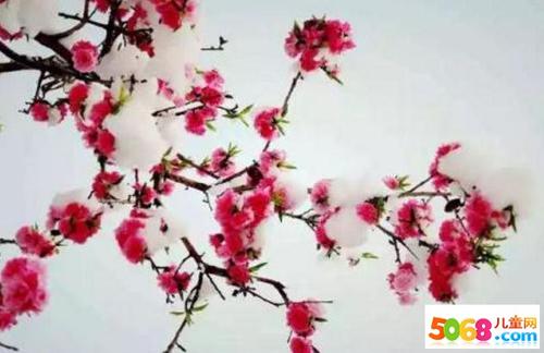 关于梅花的组成：梅花_400个单词