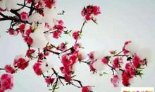 关于梅花的作文：梅花_400字