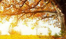 描写秋天伤感的句子