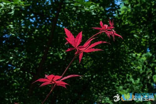 夏天是一段美丽的段落：夏天在这里段落_600字