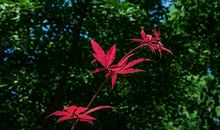 夏天优美段落：夏天来了段落_600字