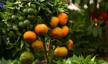 2012福建高考作文：看似平易实则高妙