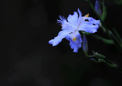小姐，在鸢尾兰盛开的季节_800字