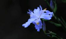 思念，在鸢尾兰盛放的季节_800字