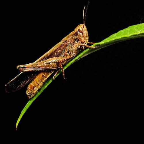 赶上蚱hopper_500字