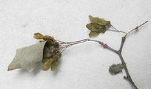 我的课余生活：抓虫子_350字