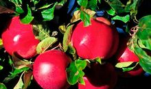 心田开满花的父亲_900字