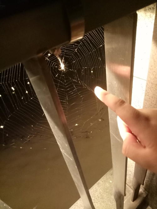 课余生活日记：观察spider_250个单词