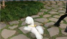 我向往自由的生活_350字