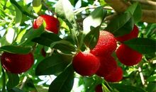 我是一只小小杨梅虫_600字