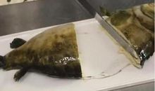 第一次一个人看家_600字