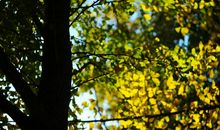 二年级状物作文：深秋的银杏_450字