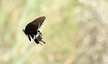 小鸟回来了_350字