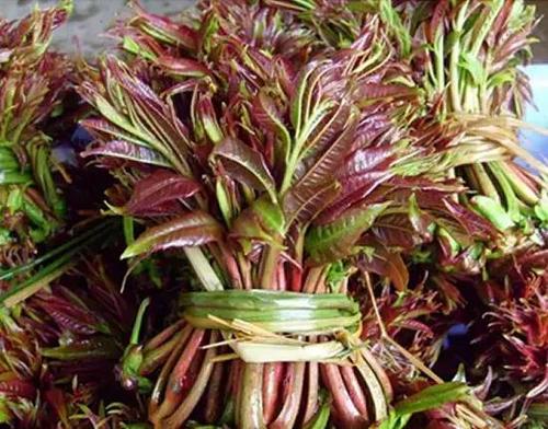 [青年作家杯A组]卡通树_550个字符