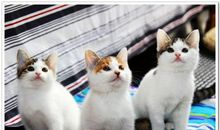 小猫的星期天_350字