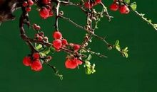 关于谎言的作文：诚信与善良的谎言_650字