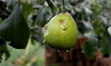 “鸭梨”大_600字