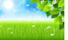 绿叶的叙说 _800字