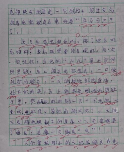 一年级的叙事作文：我和乌龟的故事_1000字