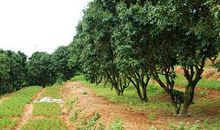 初一叙事作文：摘荔枝_450字