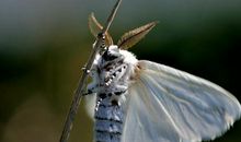 灭杀一只白蛾，保护一片绿叶 _800字